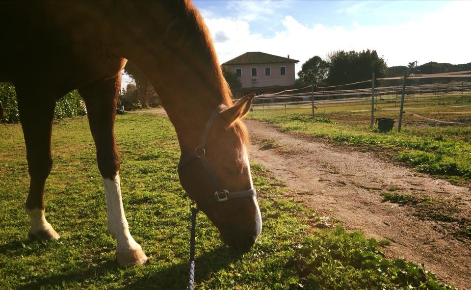cavallo passeggiate equitazione circolo ippico acquasanta roma-59%
