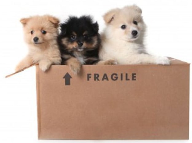 1-844-JUNK-RAT-Dog-Fragile