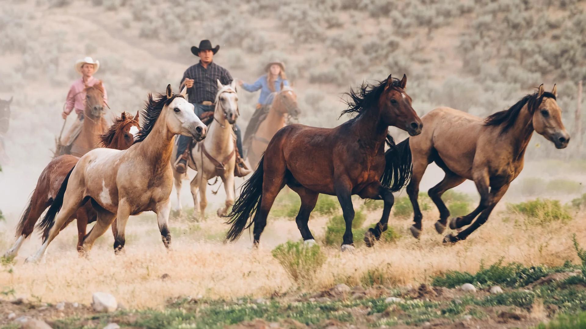 Drover background