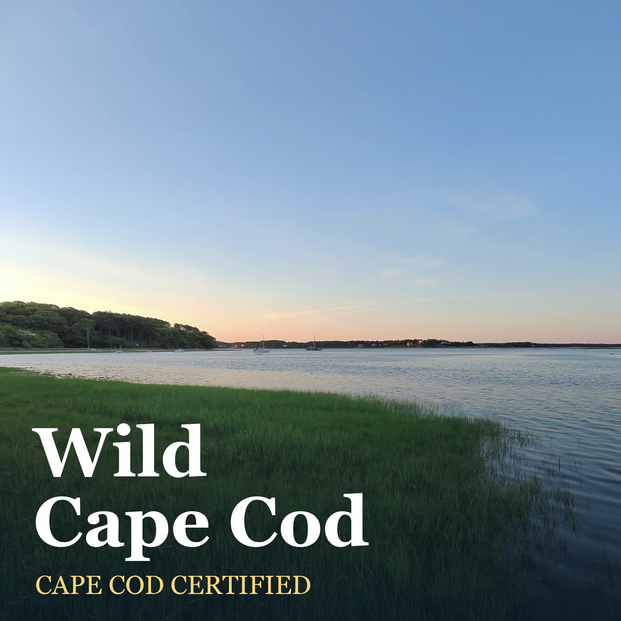 Logo of the podcast Wild Cape Cod Podcast Wild Cape Cod