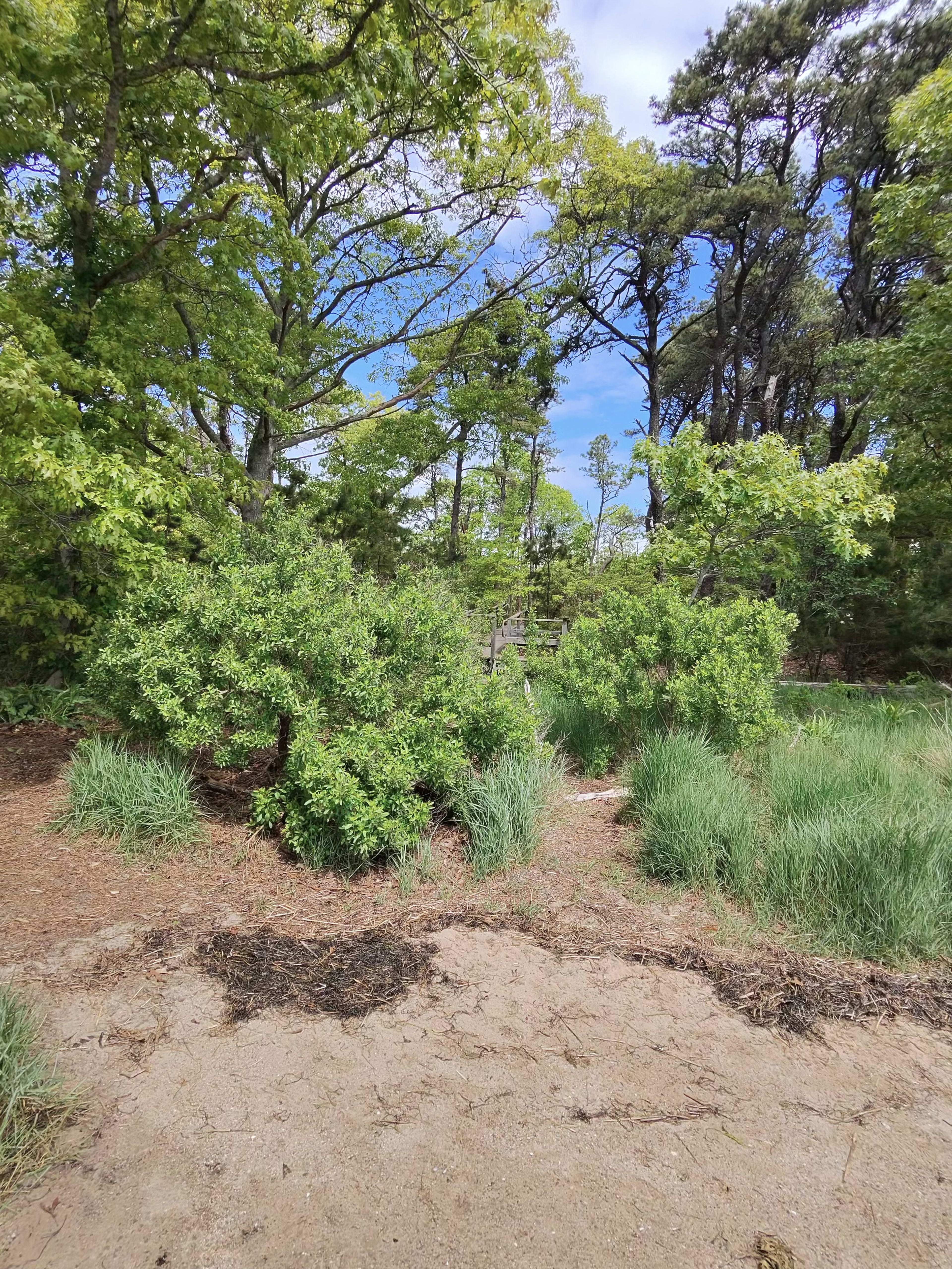Fall Yard Cleanup on Cape Cod: Leaves, Pine Needles & Getting Winter-Ready