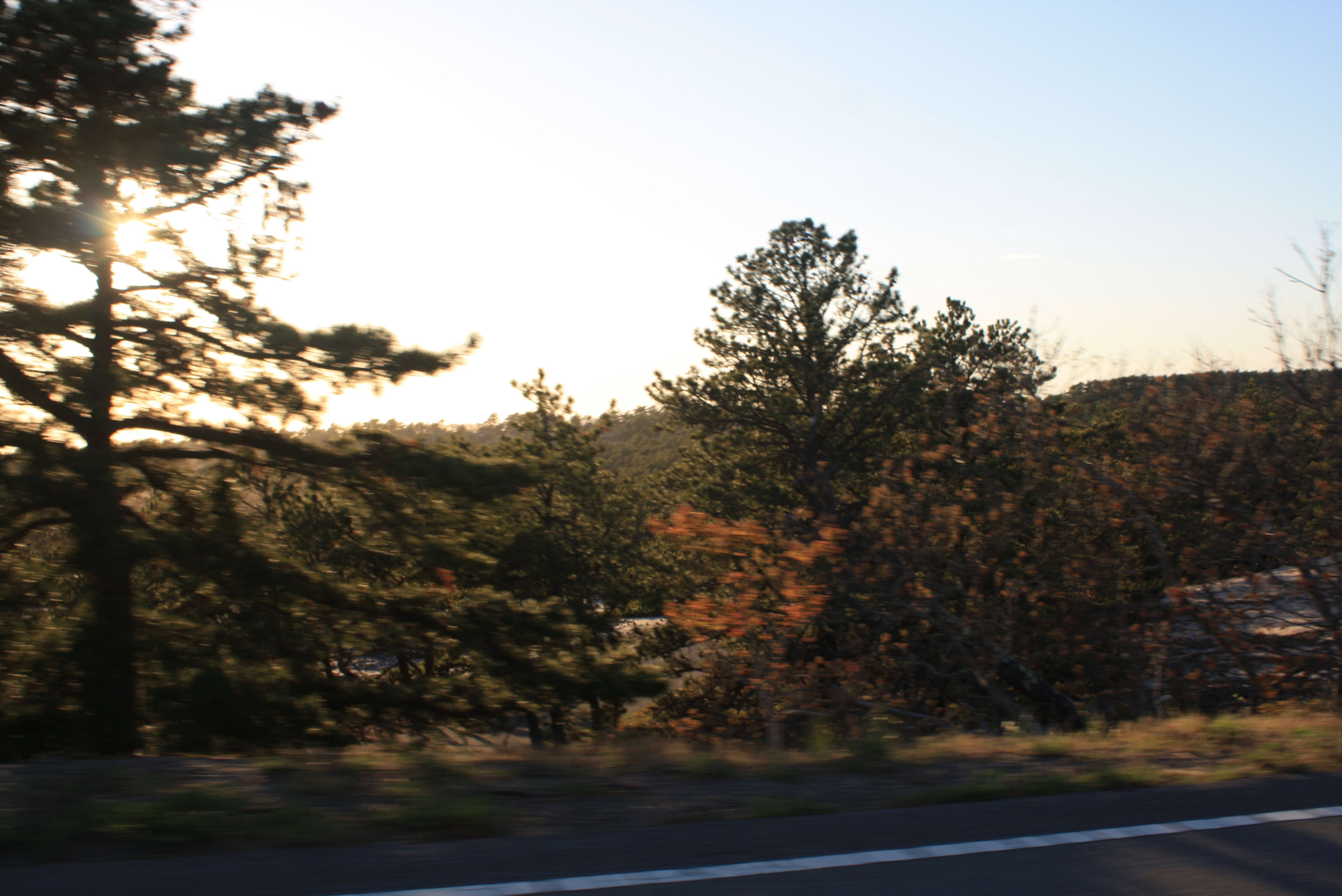 Christmas Trees on Cape Cod: Cut-Your-Own Farms, Local Lots & How It Works