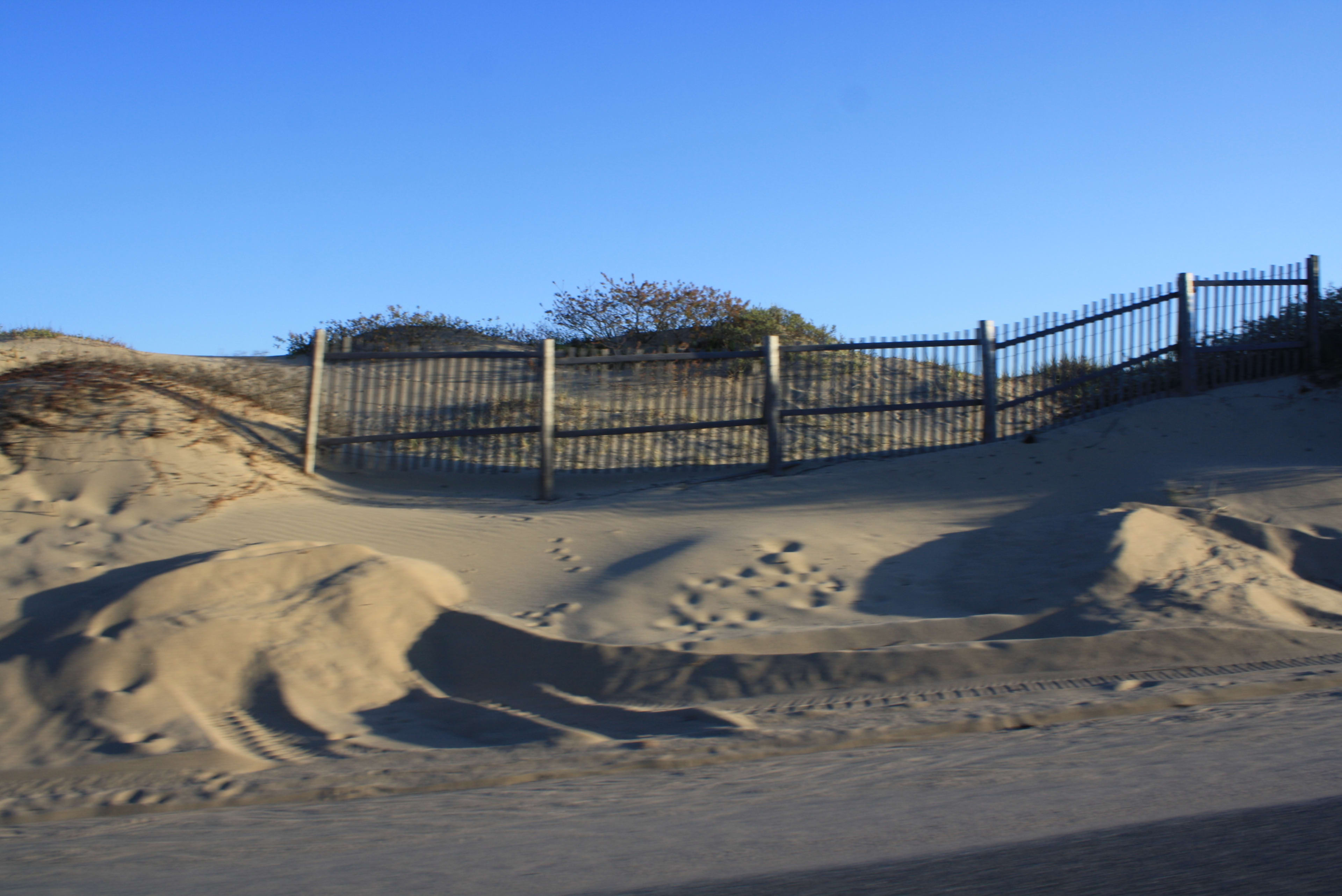 Winter Birding on Cape Cod: Snowy Owls, Sea Ducks & the Season Serious Birders Love