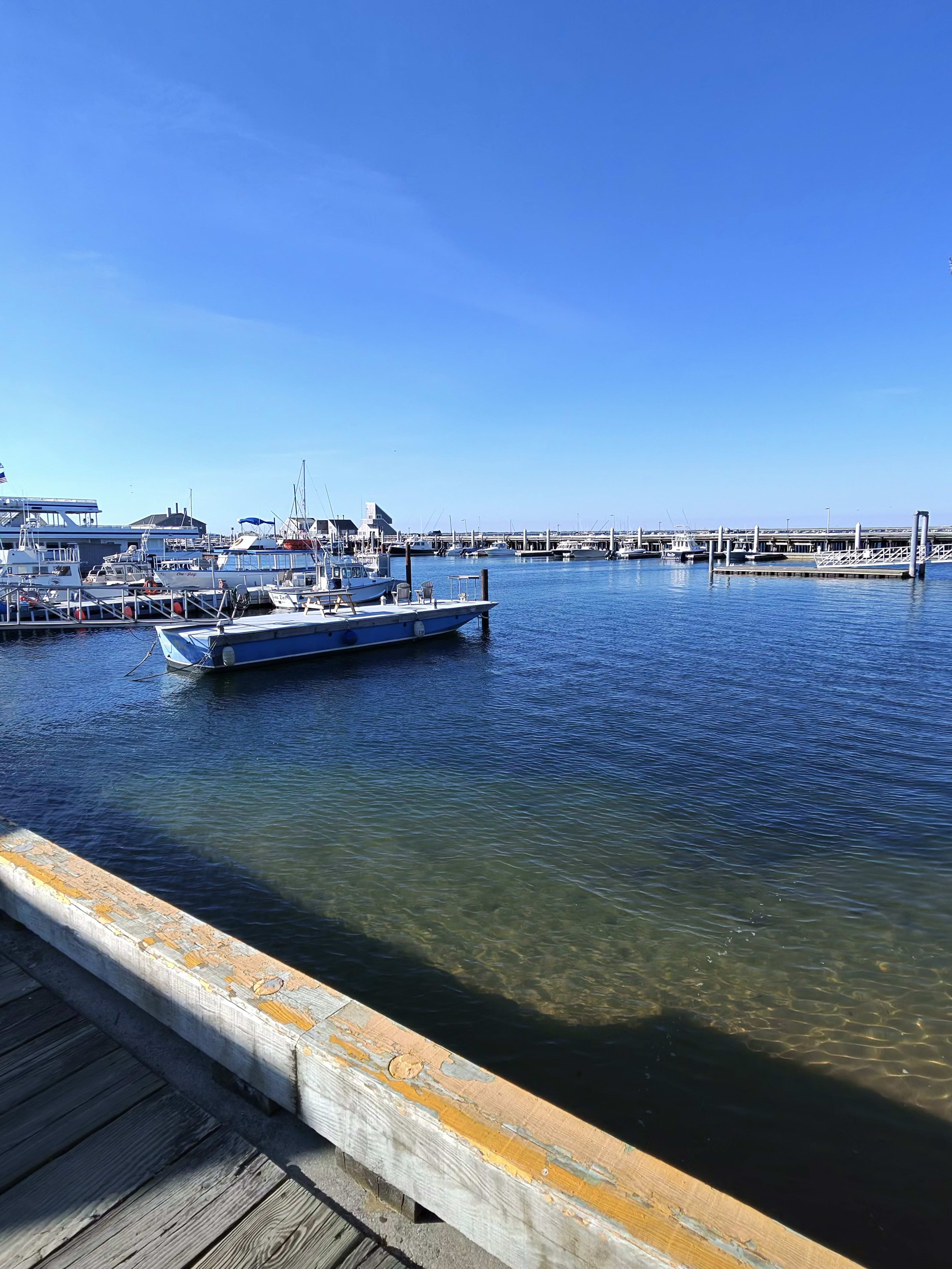 Cape Cod Whale Watching: Which Tours Are Worth It, What You'll See & the Best Time to Go