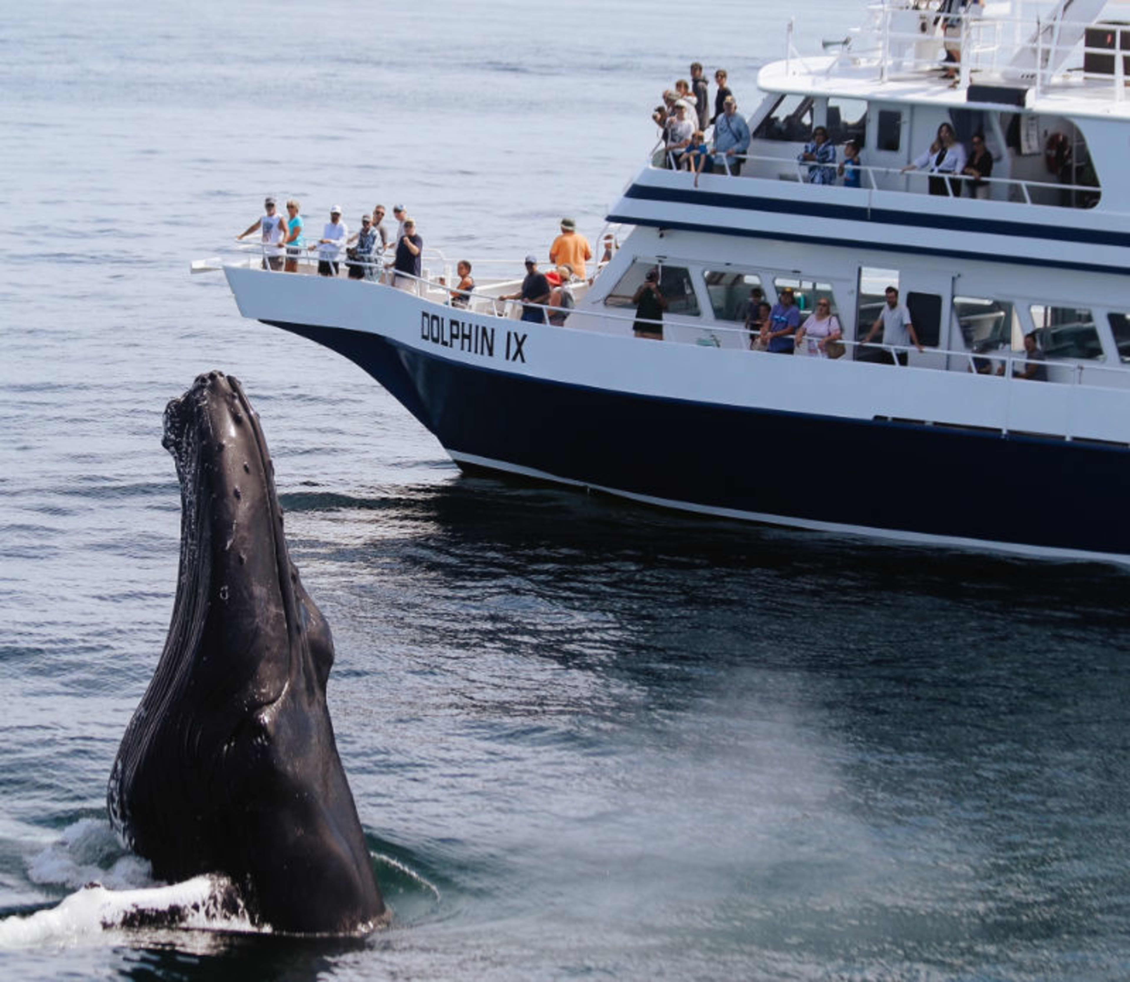Dolphin Fleet Whale Watch
