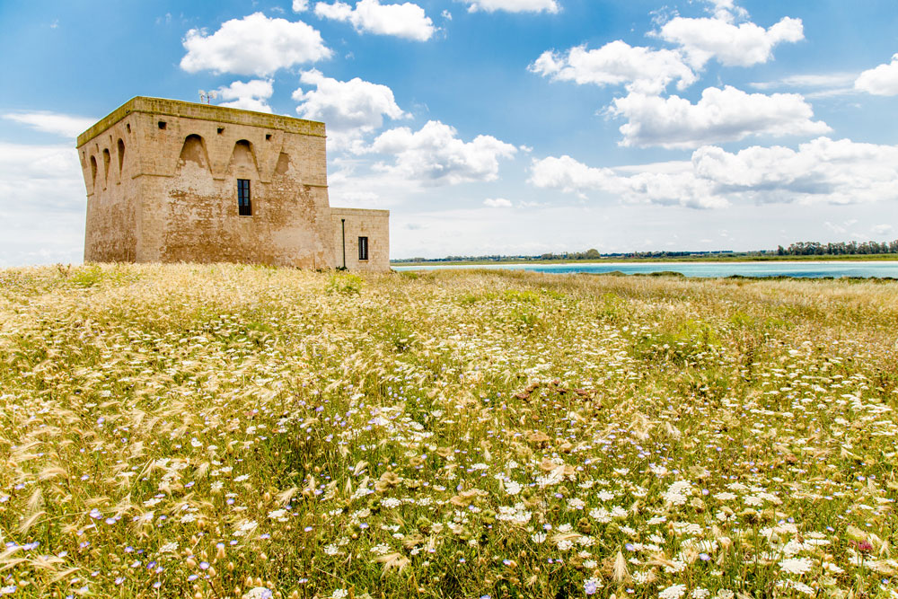discovering-torre-guaceto-field-wheat-holiday-apartment-ostuni-palazzo-rodio Discovering Torre Guaceto: wheat field