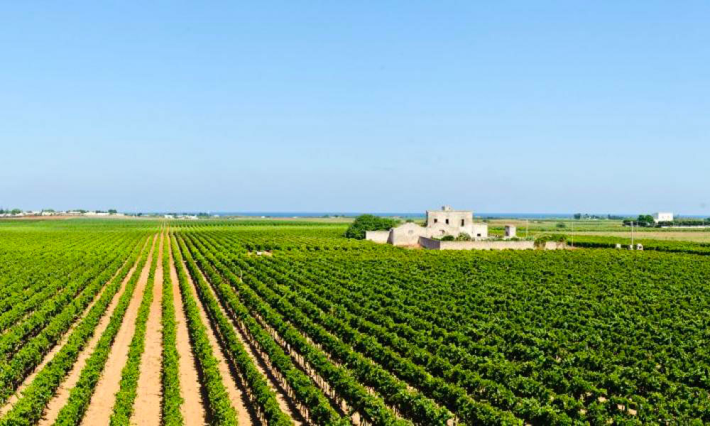Art-e-Wine-a-sensory-walk-among-Apulia-Excellence-eventi-tenute-rubino-palazzo-rodio-casa-vacanze-ostuni