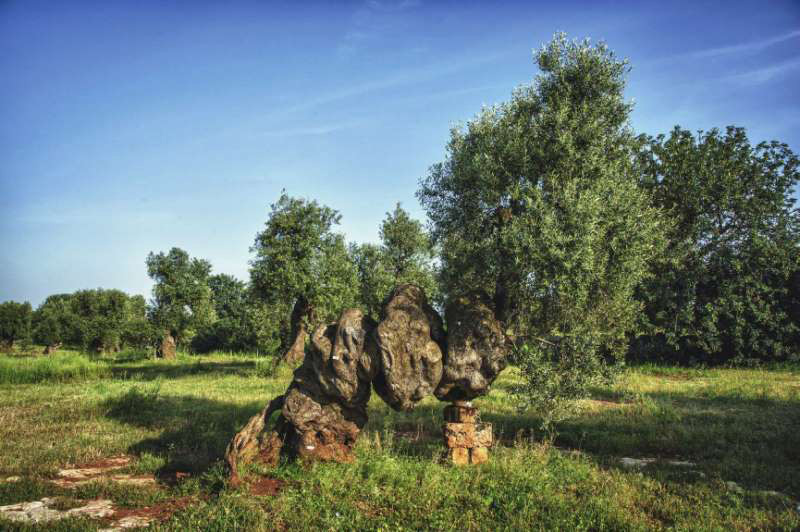 autunno-in-puglia-viaggiare-in-camper-ostuni-ulivi-casa-vacanze-ostuni-palazzo-rodio