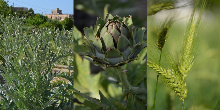 ostuni-incanto-della-citta-bianca-ortaggi-casa-vacanze-ostuni-palazzo-rodio