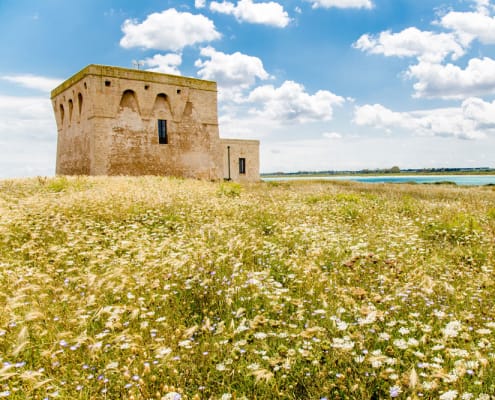 Alla scoperta di Torre Guaceto: campo di grano