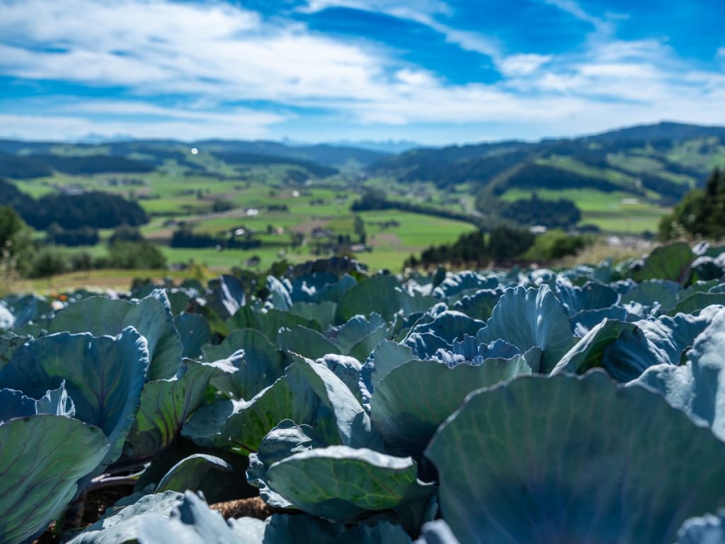 Kabisfeld auf dem Hof Bagischwand mit Blick über das Emmental
