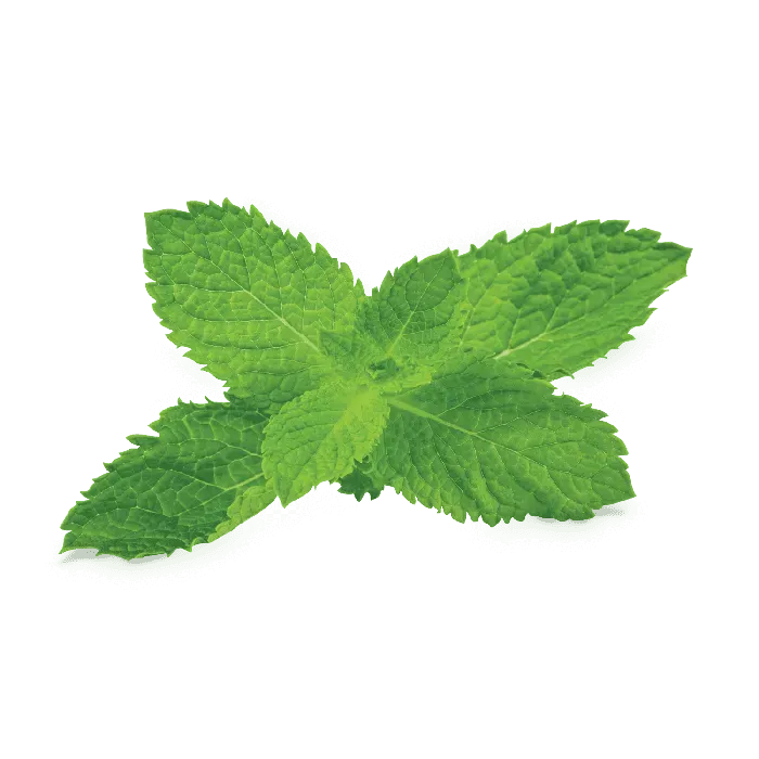 Fumari - Mint (Blonde Leaf - 100g)