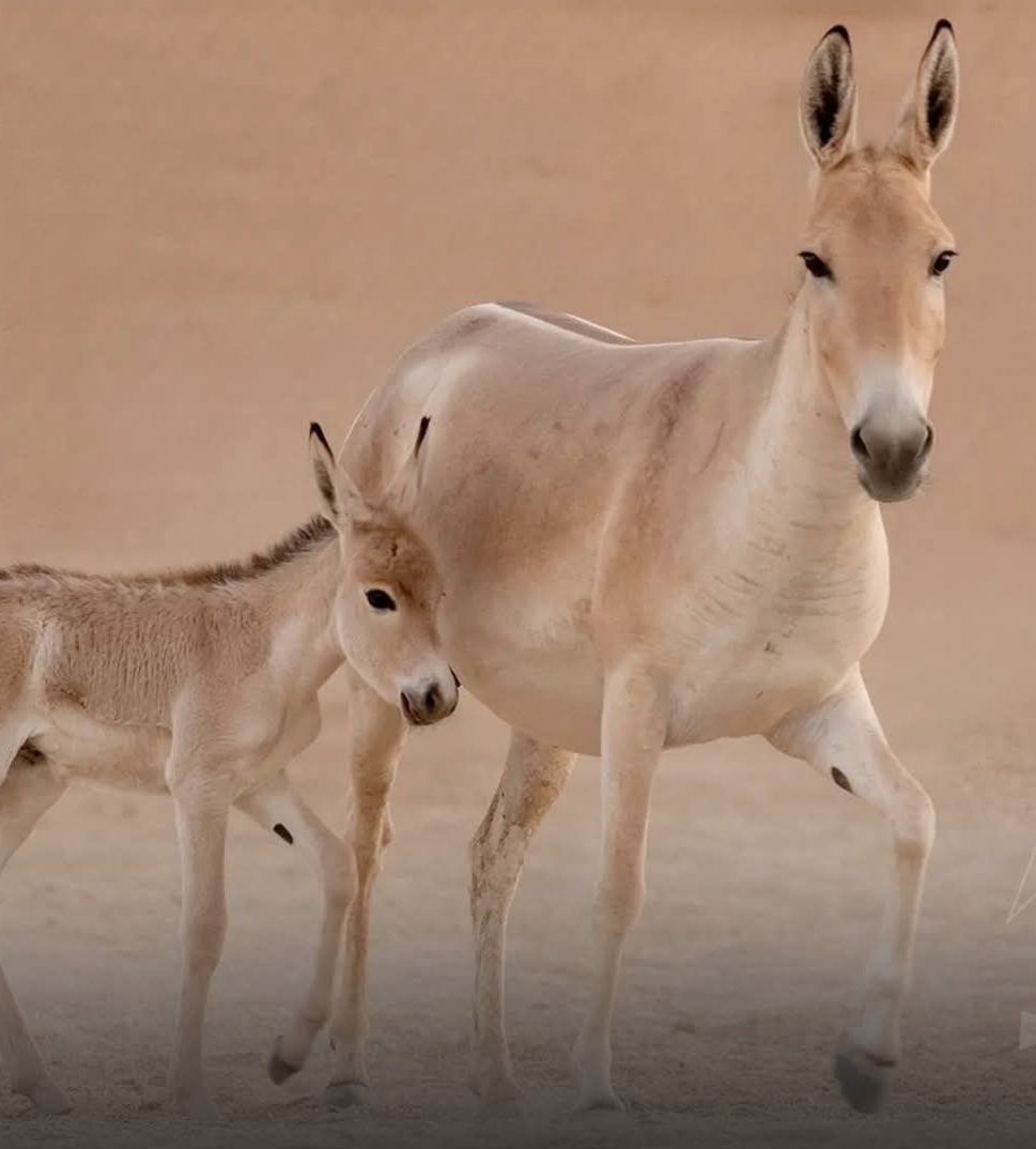 Blog Post Image نجاح برنامج إعادة الحياة الفطرية