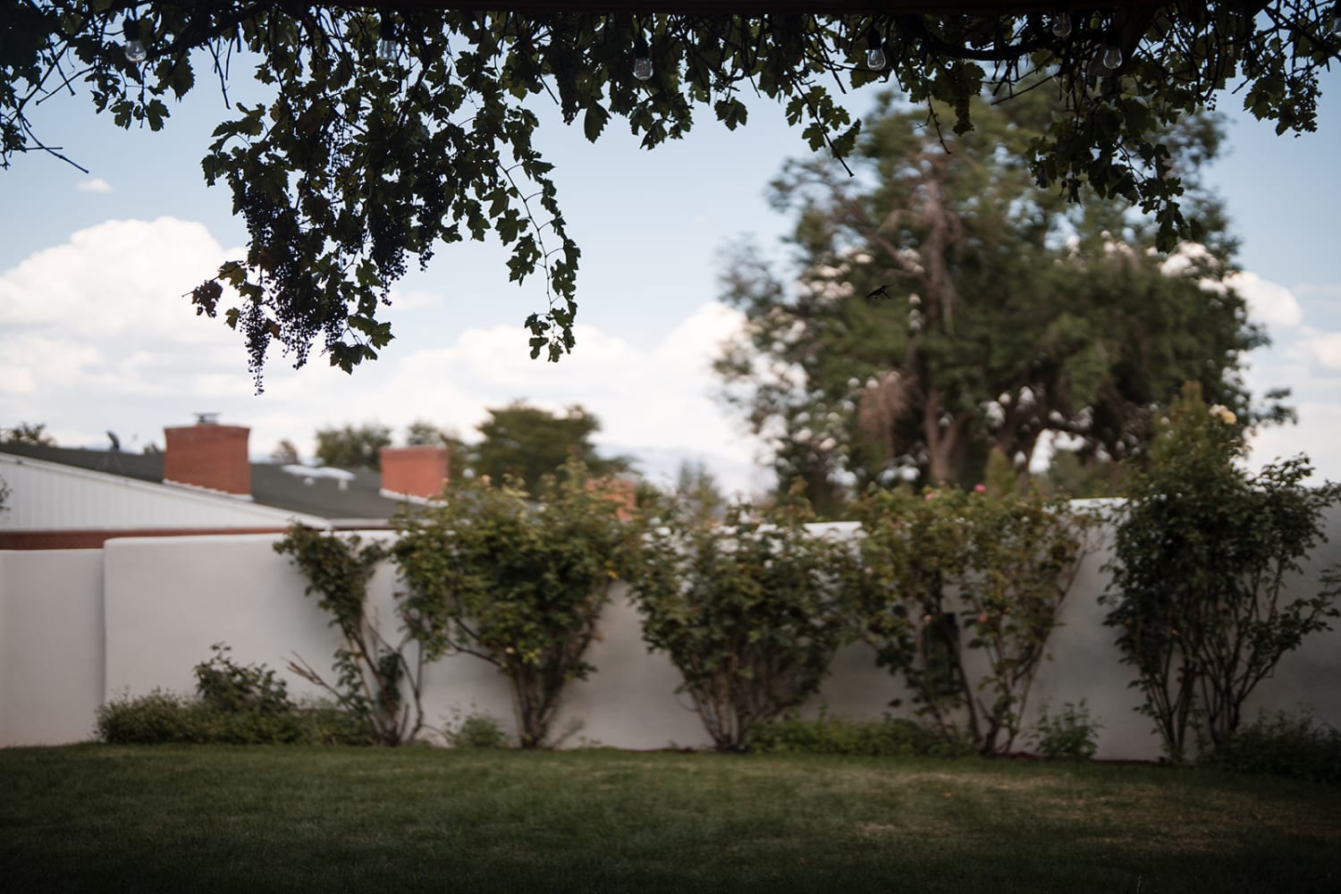 photograph captures a serene residential garden space featuring a white-walled structure with cli... — Casey Addason Photography