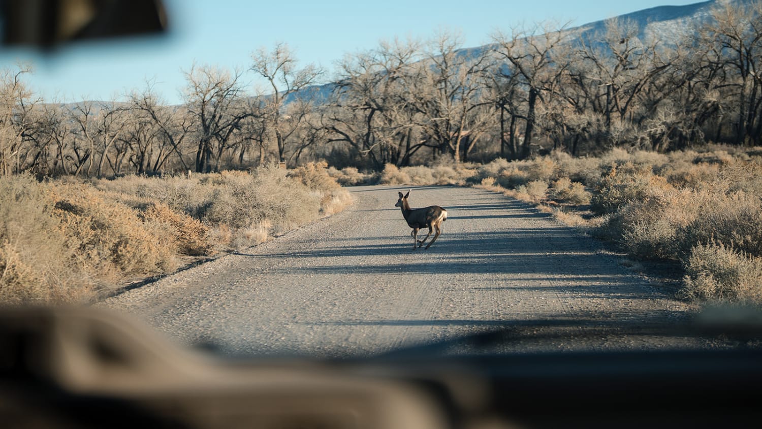 is not a wedding or portrait photograph, but rather a wildlife image captured from a vehicle on a... — Casey Addason Photography