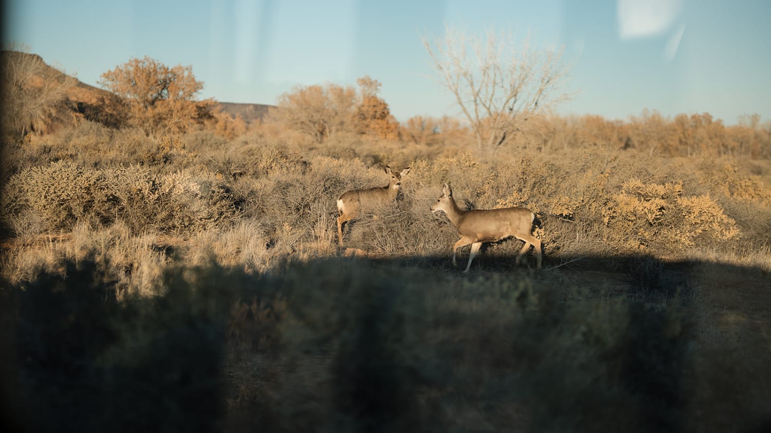 is not a wedding or portrait photograph, but rather a wildlife scene captured in an arid, semi-de... — Casey Addason Photography