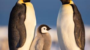 Pingviinien elämää Nat Geo Wild -kanavalla