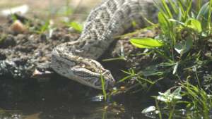 The Hidden World of Snakes Nat Geo Wild -kanavalla