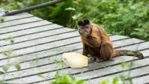 Apinoiden elämää -ohjelma Viasat Nature -kanavalla
