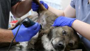 Nebraskan eläinlääkärit Nat Geo Wild -kanavalla