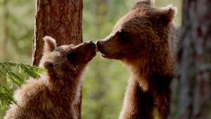 Karhun talvi Kuhmossa Nat Geo Wild -kanavalla