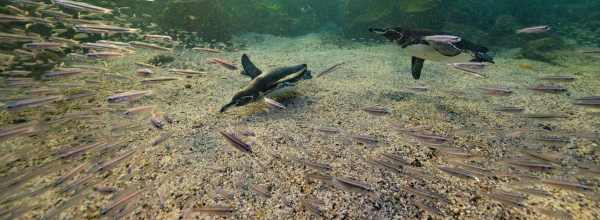 Pingviinien elämää Nat Geo Wild -kanavalla