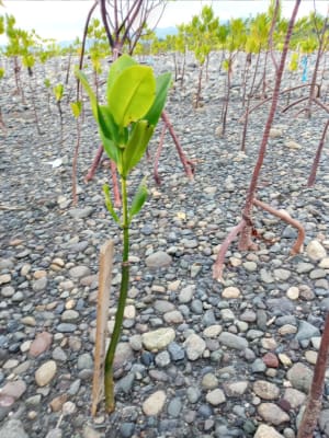 DNA:n Planet Companylta saaman mangrove-puun taimi