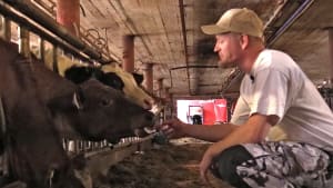 Kameroiden kautta pystymme myös näkemään, että lehmät liikkuvat navetassa normaalisti ja että robotti toimii.