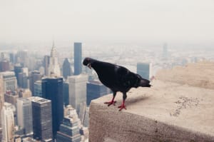 Älyverkko odottaa aikaista lintua