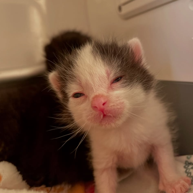 kitten