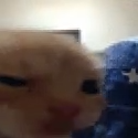 kitten