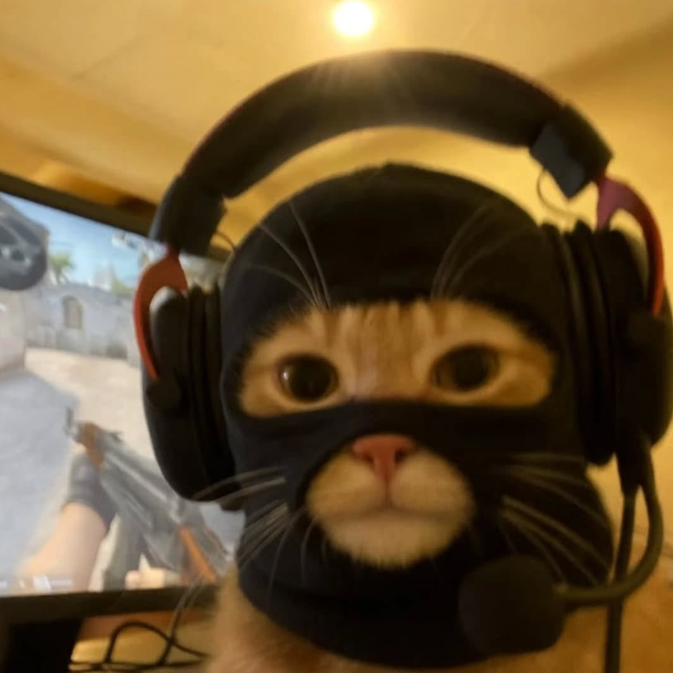 kitten