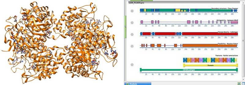 Protean 3D's Structure and Analysis views