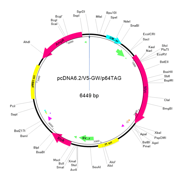 Plasmid Map3 Tfogm4 