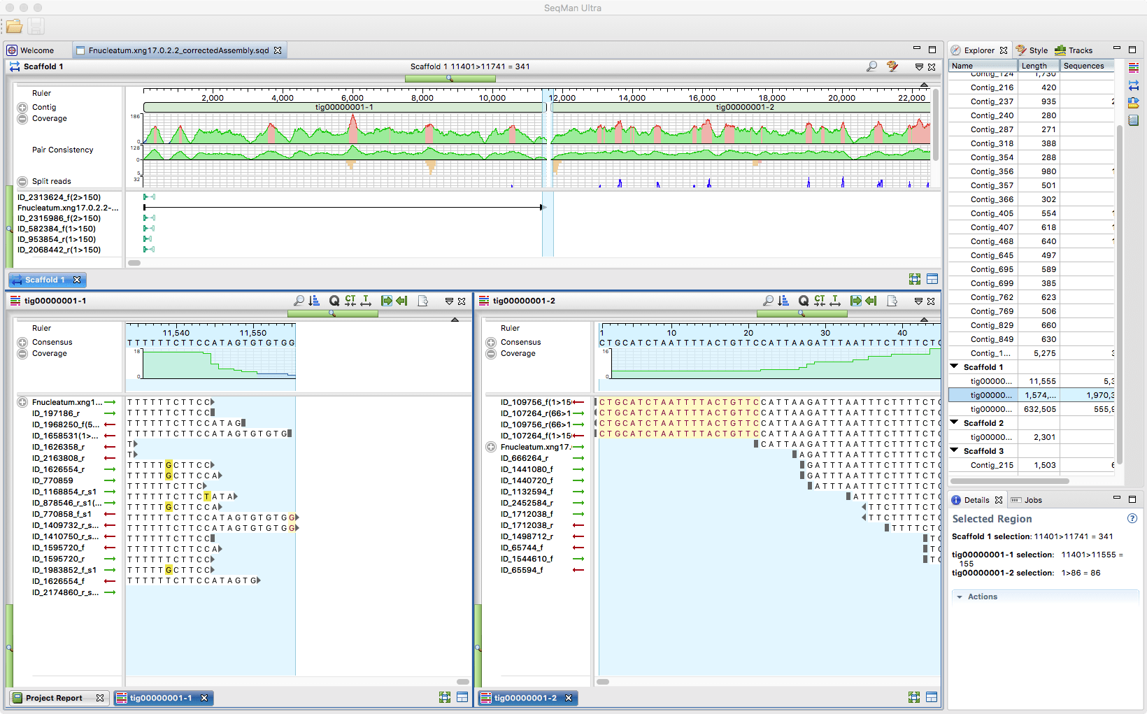 A PacBio-Illumina hybrid assembly from a genome finishing workflow is displayed in SeqMan Ultra