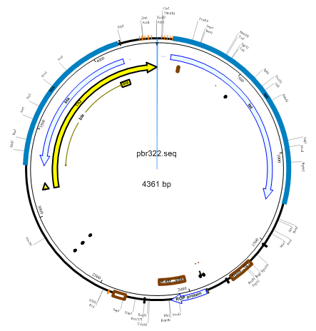 SeqBuilder Pro's Circular view