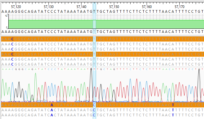 Multi-Sample Sanger Assembly