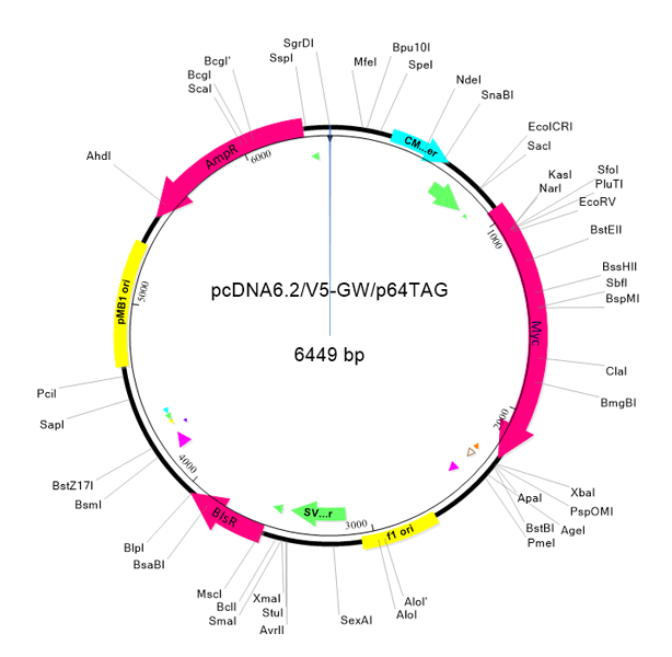 macvector plasmid mapping