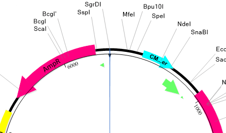 Sequence design and analysis