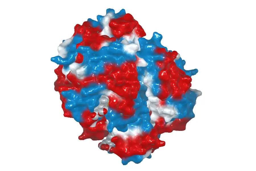 Protein structure visualization