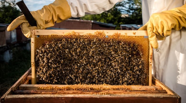 bee2