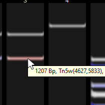 Gel-Step-4 Gel Electrophoresis Simulation Step 4