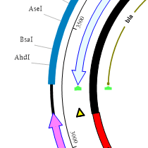 Clone-Verification-Step-1 Clone Sequence Verification Step 1