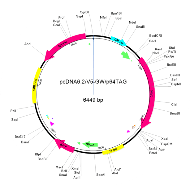 plasmid-map3 Plasmid Map
