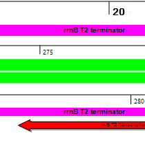 Plasmid-Maps-Step-3 Plasmid Maps Step 3