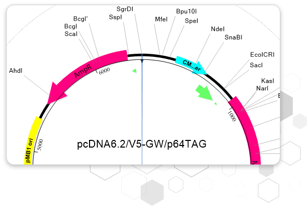 sbpro-lg-bg SeqBuilder Pro