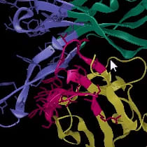 Antibody-Phage-Display-Step-4 Antibody Phage Display Step 4