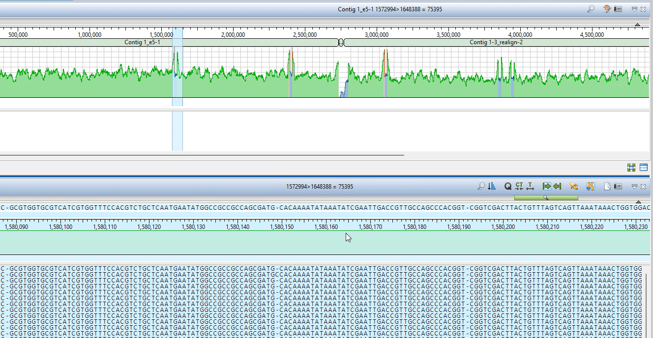 DenovoGenome19_bsaejp de novo assembly
