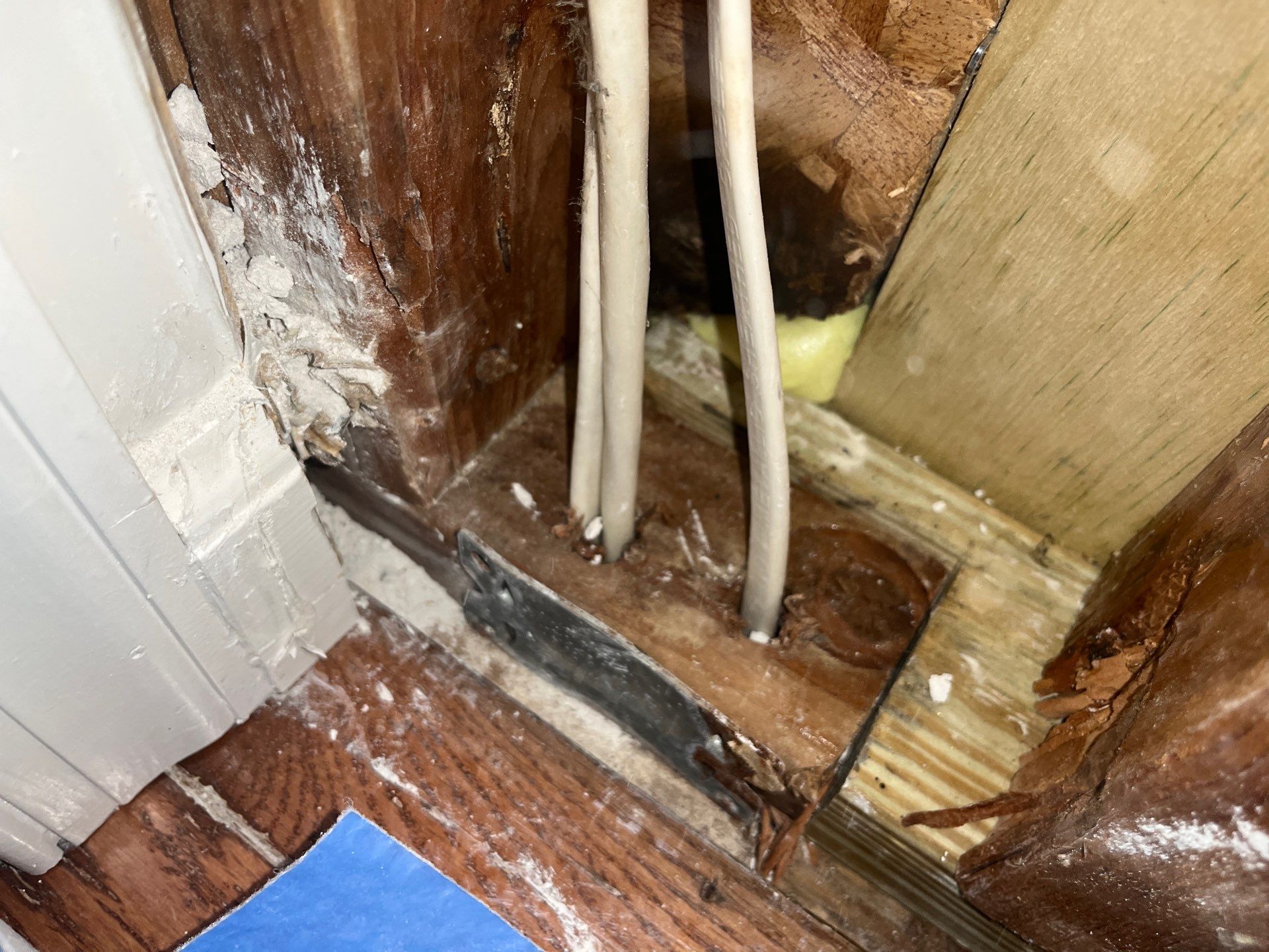 Protecting Your Home with Professional Mold Inspections