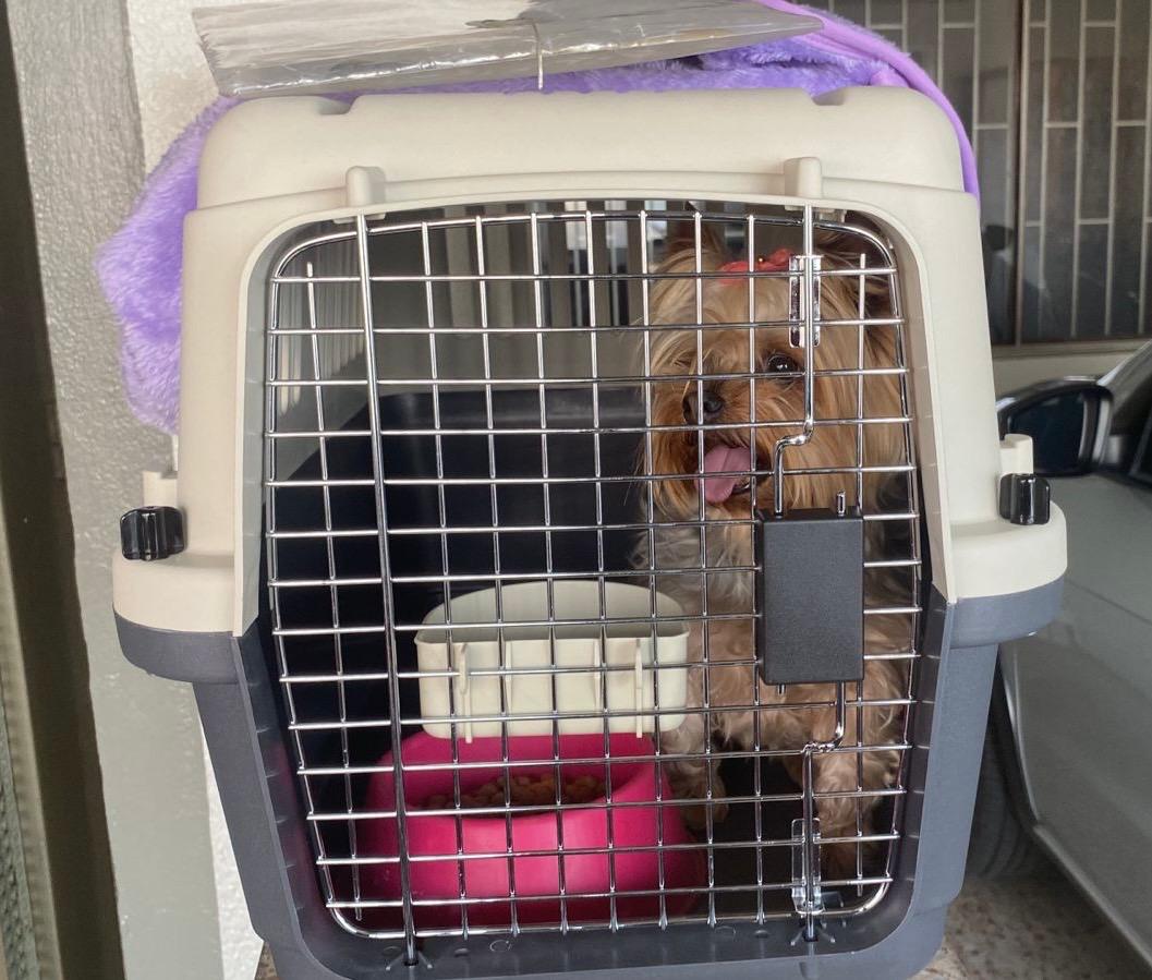 El poder del olor: cómo un simple objeto familiar transforma el viaje de una mascota